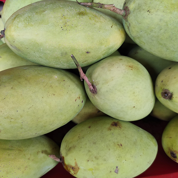 Xoài cát Hoà Lộc xanh